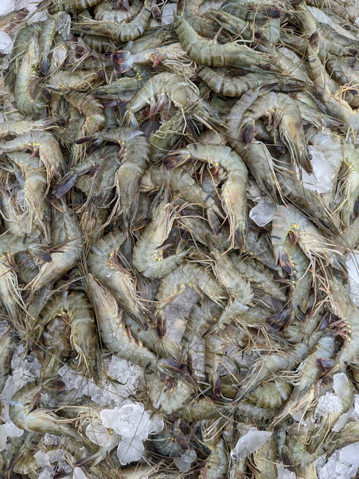 Close-up of fresh uncooked shrimps on ice, ideal for seafood market and culinary purposes.